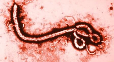 Ebola virusunun 20 milyon il yaşı var<b style="color:red"></b>